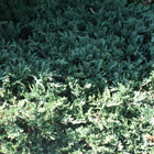 Juniperus conferta schlager